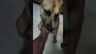 Funny Dog ☺️ #pitbull #desidog #mixdog