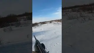 Зайцы бегут на меня! 