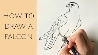 Beginners - How to draw a falcon