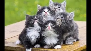 МОИ НАХОДКИ - Котятрица