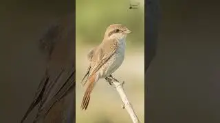 Isabelline shrike in the desert #youtubeshorts #birdsanctuary #birdphotography