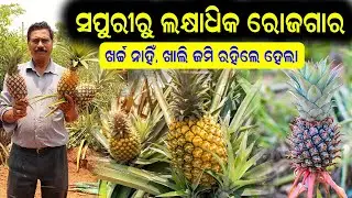ସପୁରୀ ଚାଷରୁ ଲକ୍ଷାଧିକ ଟଙ୍କା ରୋଜଗାର  || how to start pineapple farming in Odisha