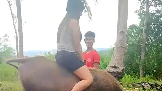 Give a Bath to our Carabao