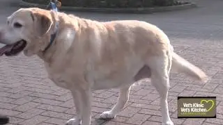 Dog Obesity