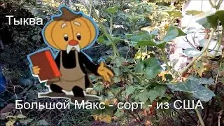 тыква Большой Макс из США