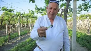 ОЛТИАРИКЧА ПАЙВАНД ҚИЛИШ