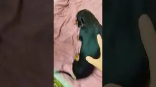 Гуччи собака такая