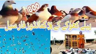 Peele khokhe kye kabootar 🕊️for sale only ₹800 per || 0349 6762295 WhatsApp nbr