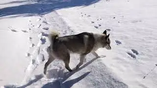 БЕЛЕЧЬИ СЛЕДЫ !!!