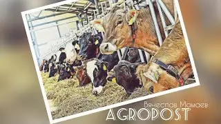ферма в Заречье, коровы и доставка турецкой соломорезки