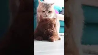 Кот вяжет кошку! Видео процесса соития! Всех с 1 Марта - всемирным днем кошек! Порно кошек!