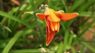 Orange Day-lily