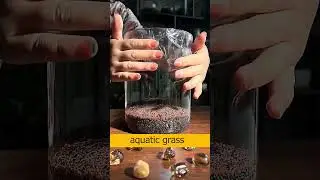 Simple steps to grow aquatic grass  #aquarium #fish #aquariumfish
