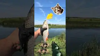 Поймал голавля на тейл спинер на р. Пьяна на спиннинг. #fishing #рыбалка