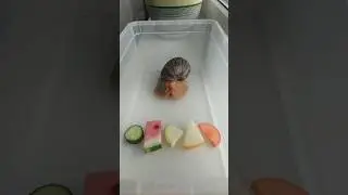 что выберет улитка!?😂 