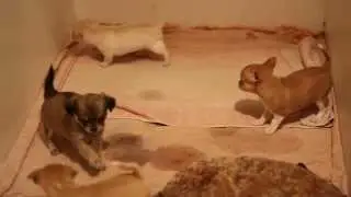 Щенки Чихуахуа 1 мес и 3 дня