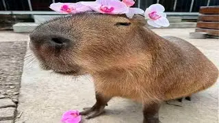 top 5 capybaras *best video in YouTube*