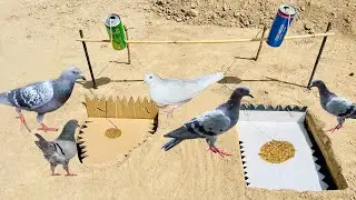 Amazing 2 Hole Birds And Pigeon Trap | How To Make Birds Trap | 