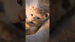 #wildlifefriend