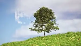 Tree In A Hill