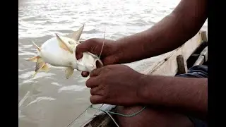 Cat fish|ভোলা মাছ | সুন্দরবন। Adventurous fishing in Sundarban l Amazing fishing  | JIBON O JIBIKA |