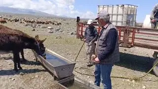 The migration documentary (part 4) is missing -- the donkey I just brought isn't going with the h...