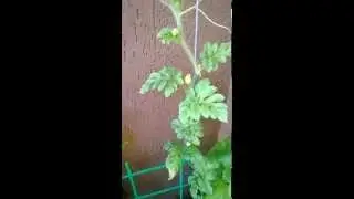 Огород на балконе. Июль.