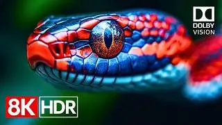 Spectacular Dolby Vision Colors in Stunning 8K HDR 60fps | 8K Video Ultra HD