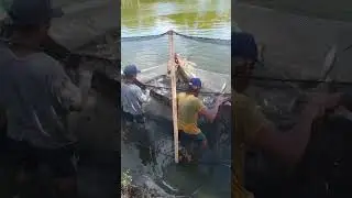 Fishy harvest#fishing #amazing #adventure #angler #milkfish #travel #viral #binmaley #best