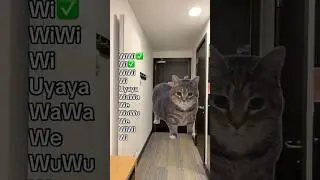 WiWiWi cat is here!