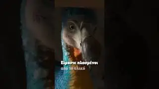 Dodo 01