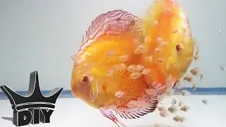 HOW TO: Breed Discus fish