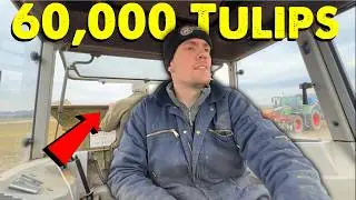 Digger Mess | Tulip Planting | Race Against The Rain