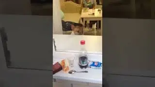 Пятница бультерьера 🥳