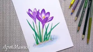 How to draw spring flowers crocuses with colored pencils - Spring drawing
