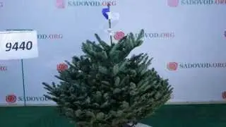 9440 Пихта Нобилис Благородная 0.75 - 1.00 м.