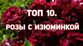 10  роз 