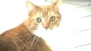 КотЭ всё чувствует...)или кот нигер.mp4