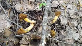 Где найти грибы сморчки.