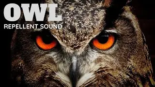 Owl Repellent Sound