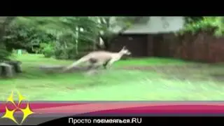 кенгуру бежало