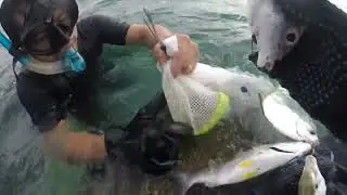 spearfishing @unggoytv206