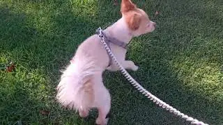 Dogs can not fake love 8/19/24