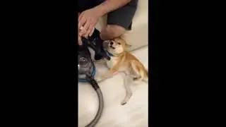 Тэдди и пылесос (  сибаину )