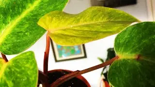 Plants I acquired this June 2019😜🌺