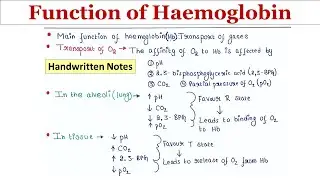 Function of Hb | Handwritten notes
