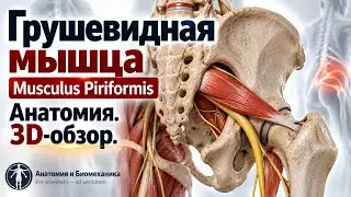 Грушевидная мышца. Musculus Piriformis. Анатомия. 3D- обзор.
