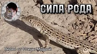 Как принять Силу Рода. Как взять ресурс от Рода.