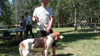 Описание русской пегой выжловки Альфы на выставке охотничьих собак