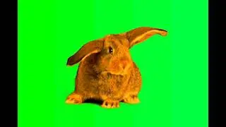 Lop Green screen Effect